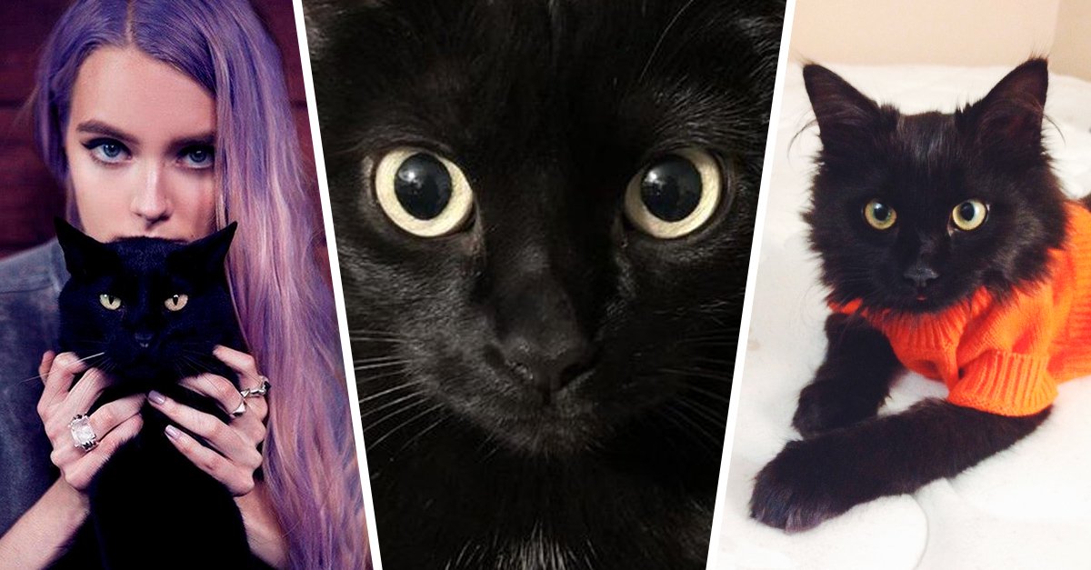 22 razones por las que los gatos negros son lo mejor