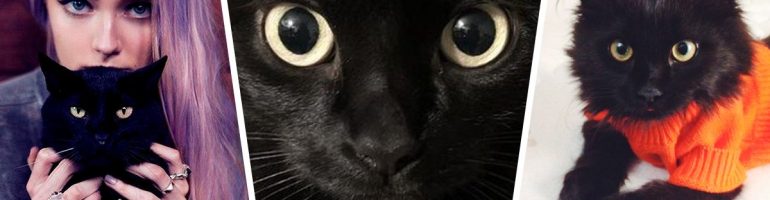 22 razones por las que los gatos negros son lo mejor